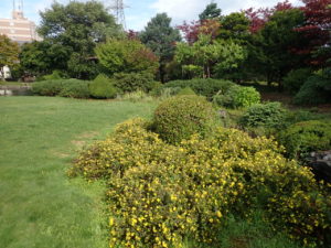 キンロバイ　全体